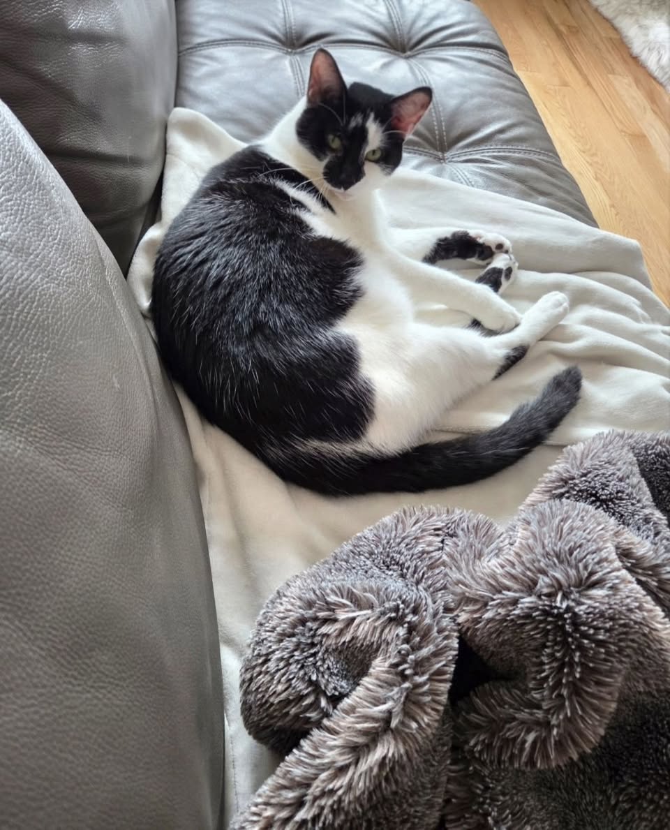 Lost cat