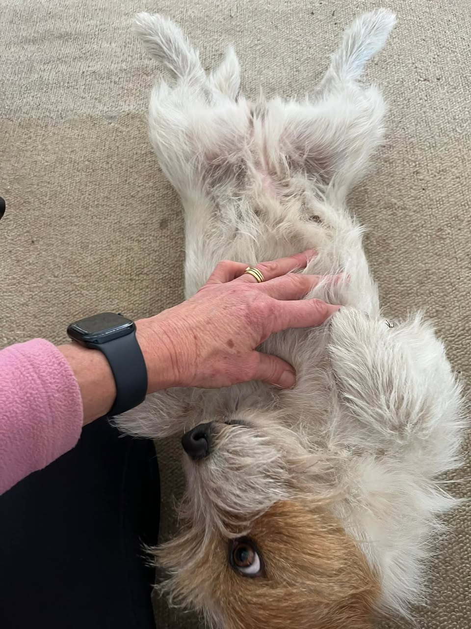 Found dog