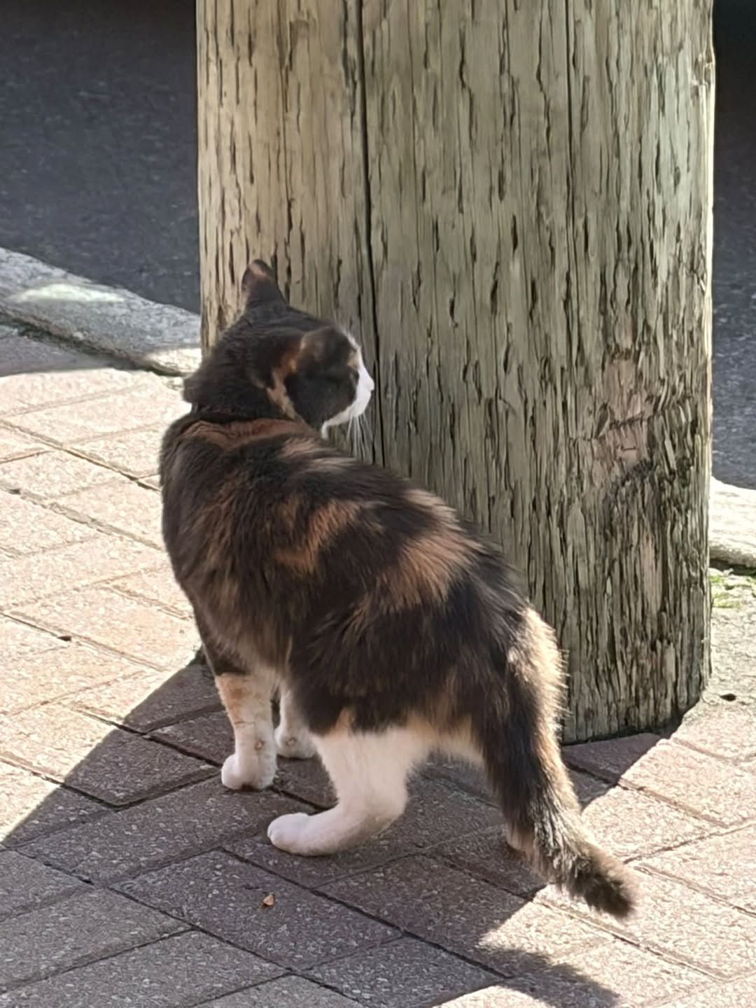 Found cat