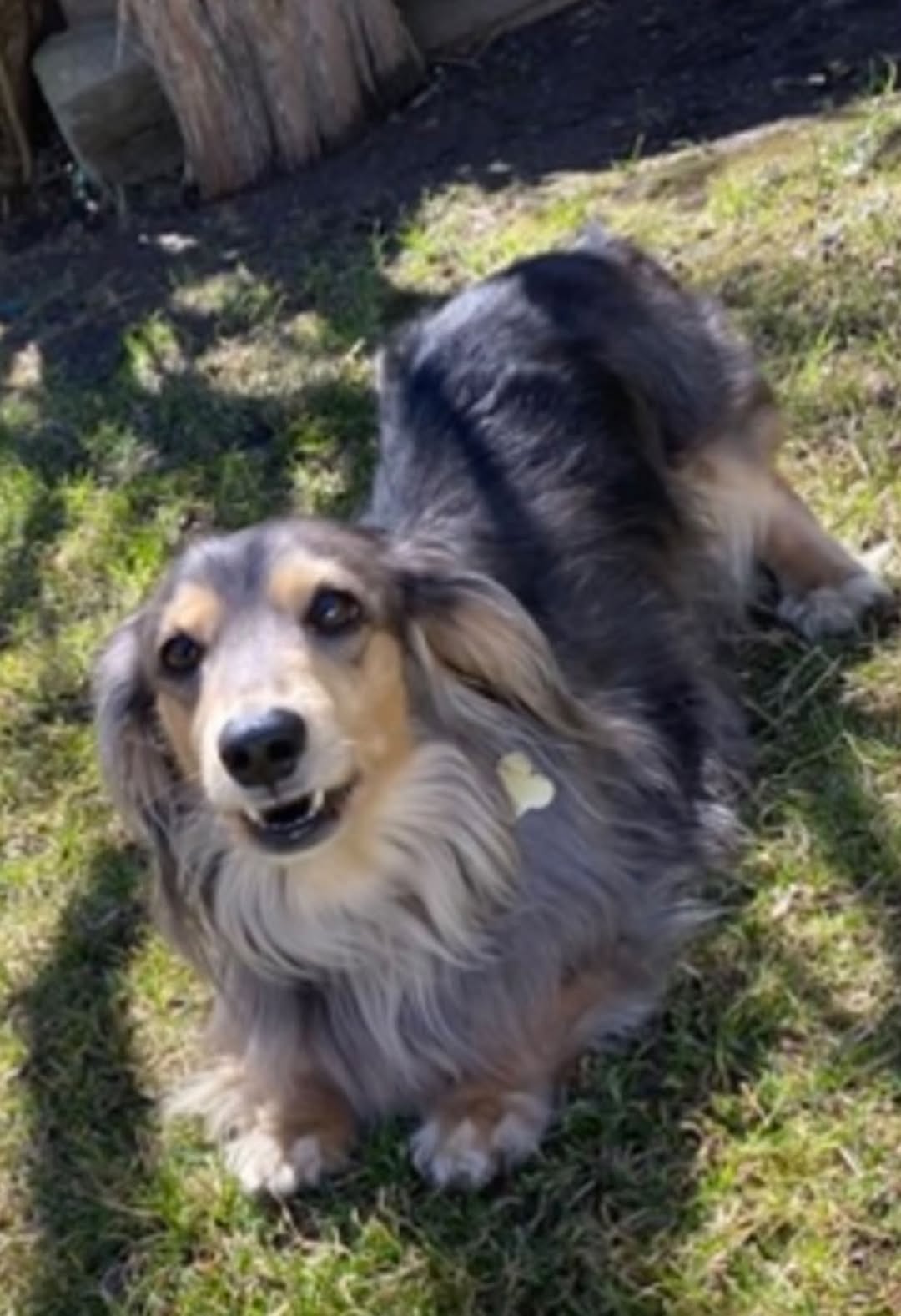 Lost dog