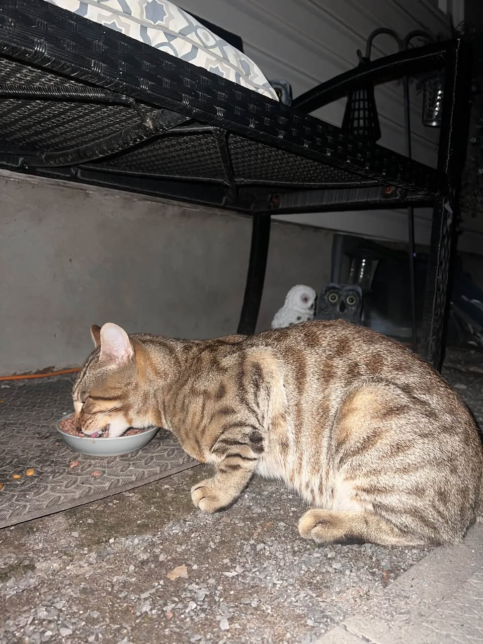 Found cat