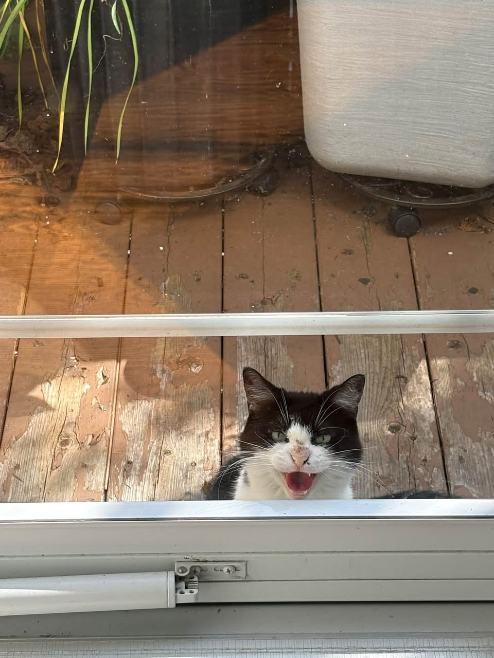 Found cat