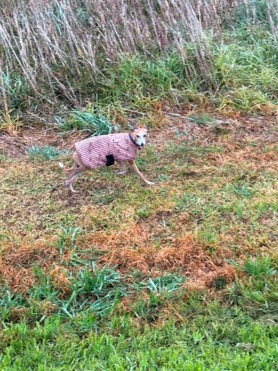 Found dog