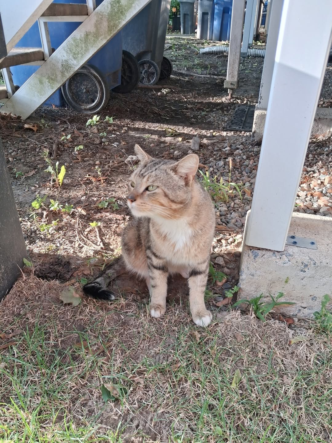 Found cat