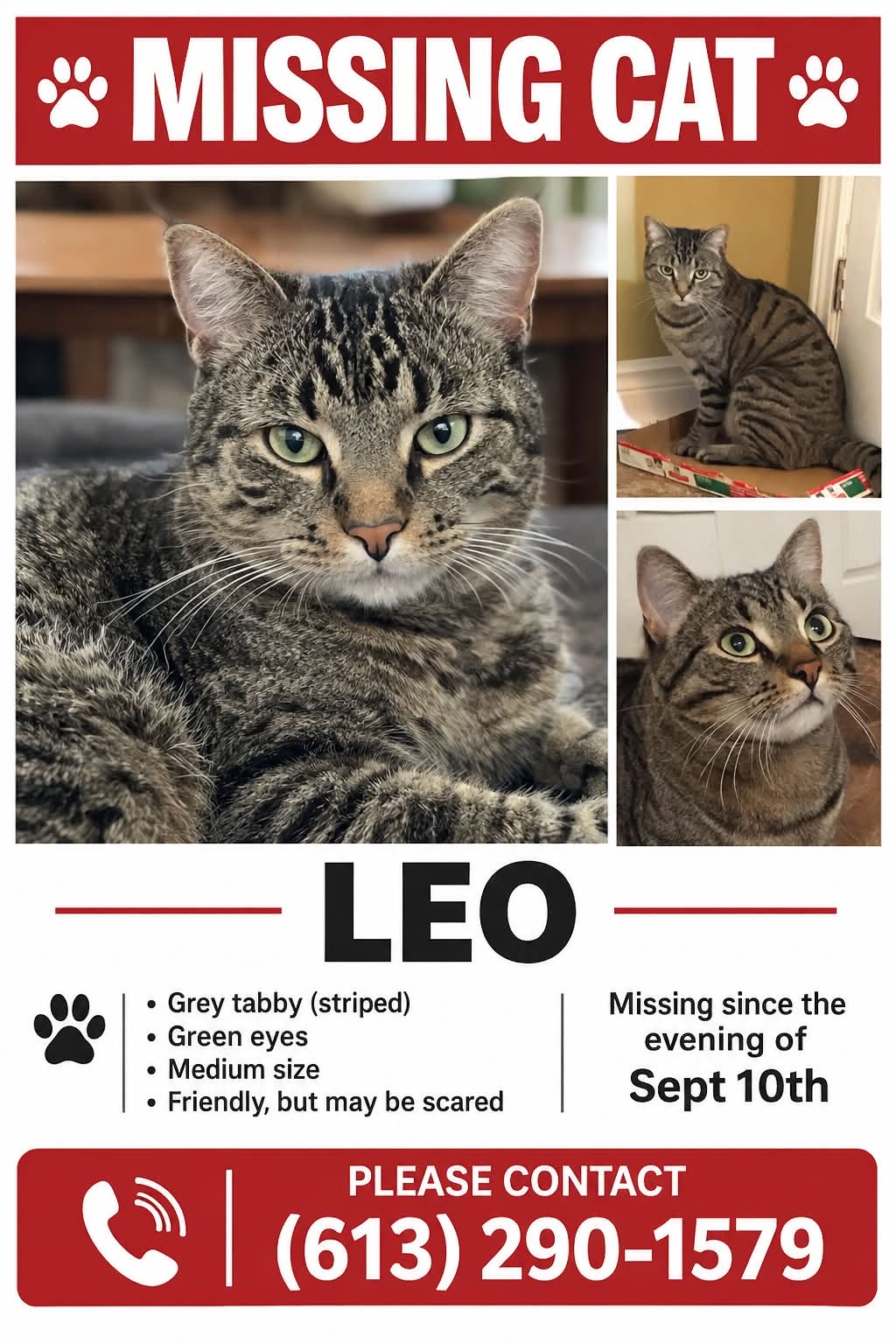 Lost Cat in Manotick