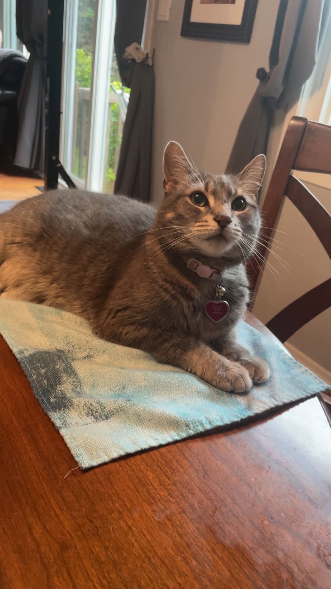 Lost Cat in Orleans
