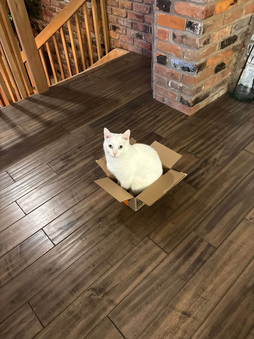 Lost Cat in Burlington