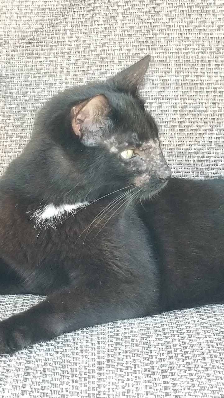 Found cat
