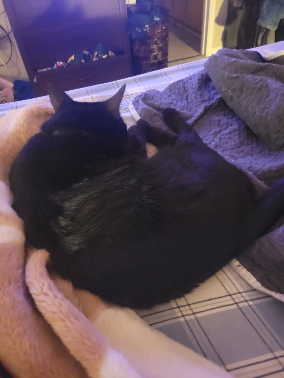 Lost cat