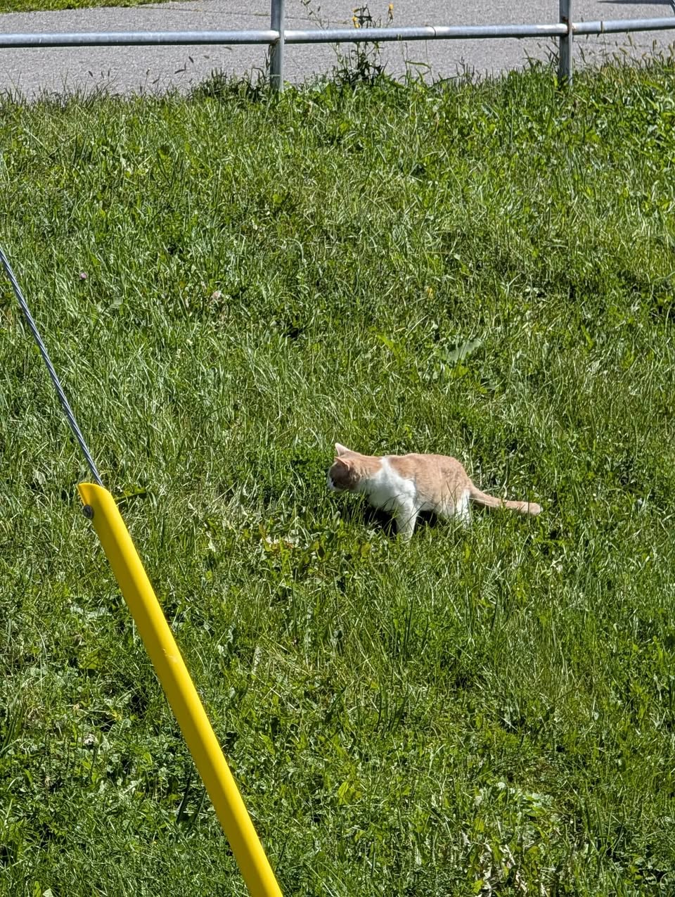 Found cat