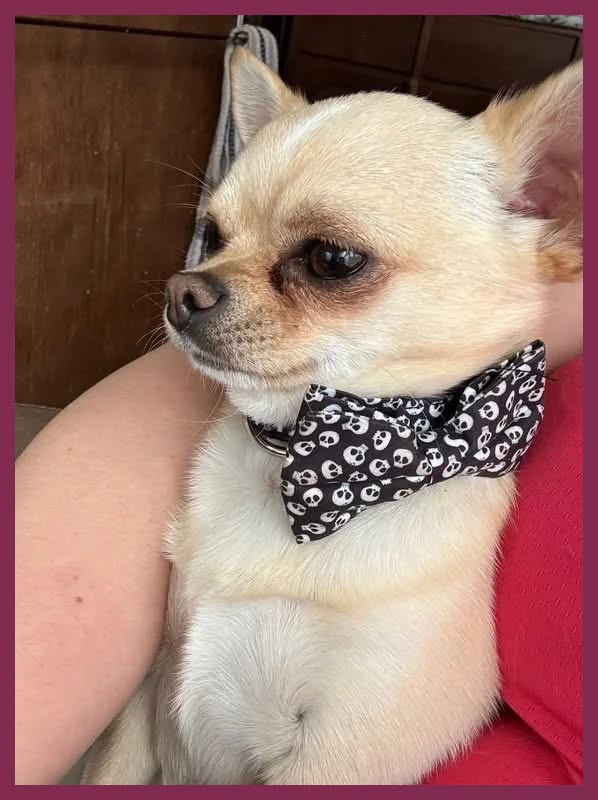 Lost Dog in Chapeau