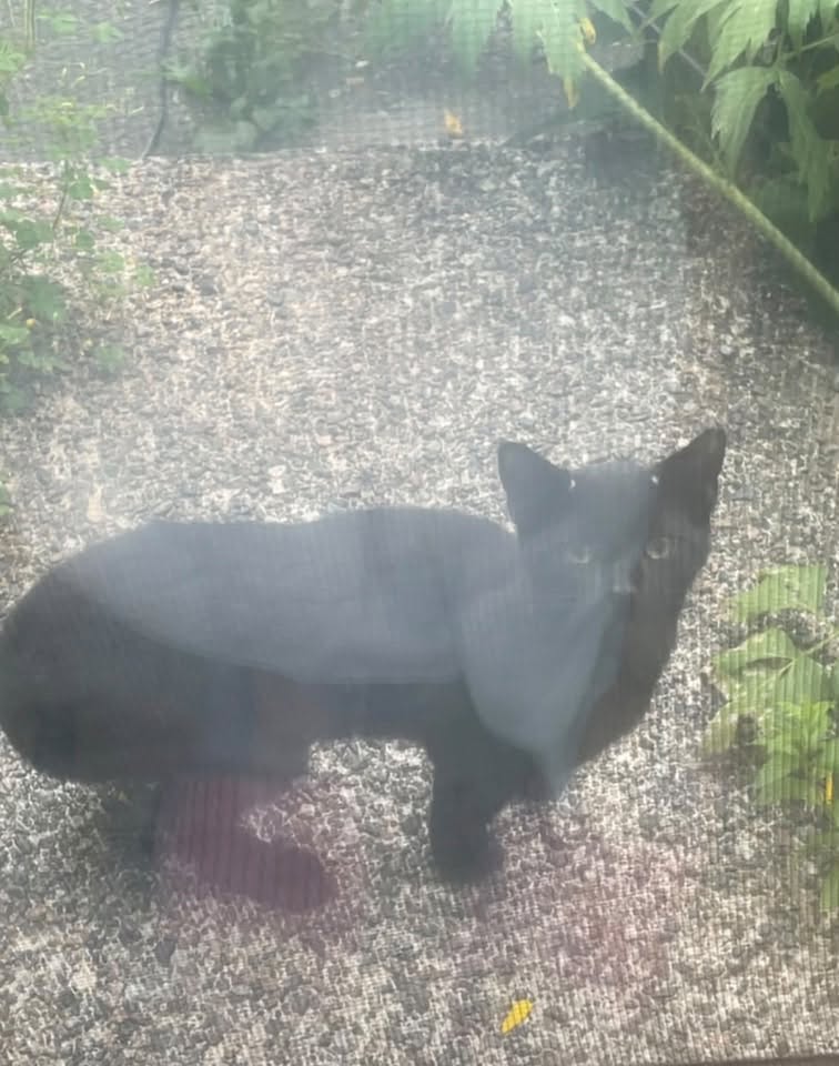 Found cat