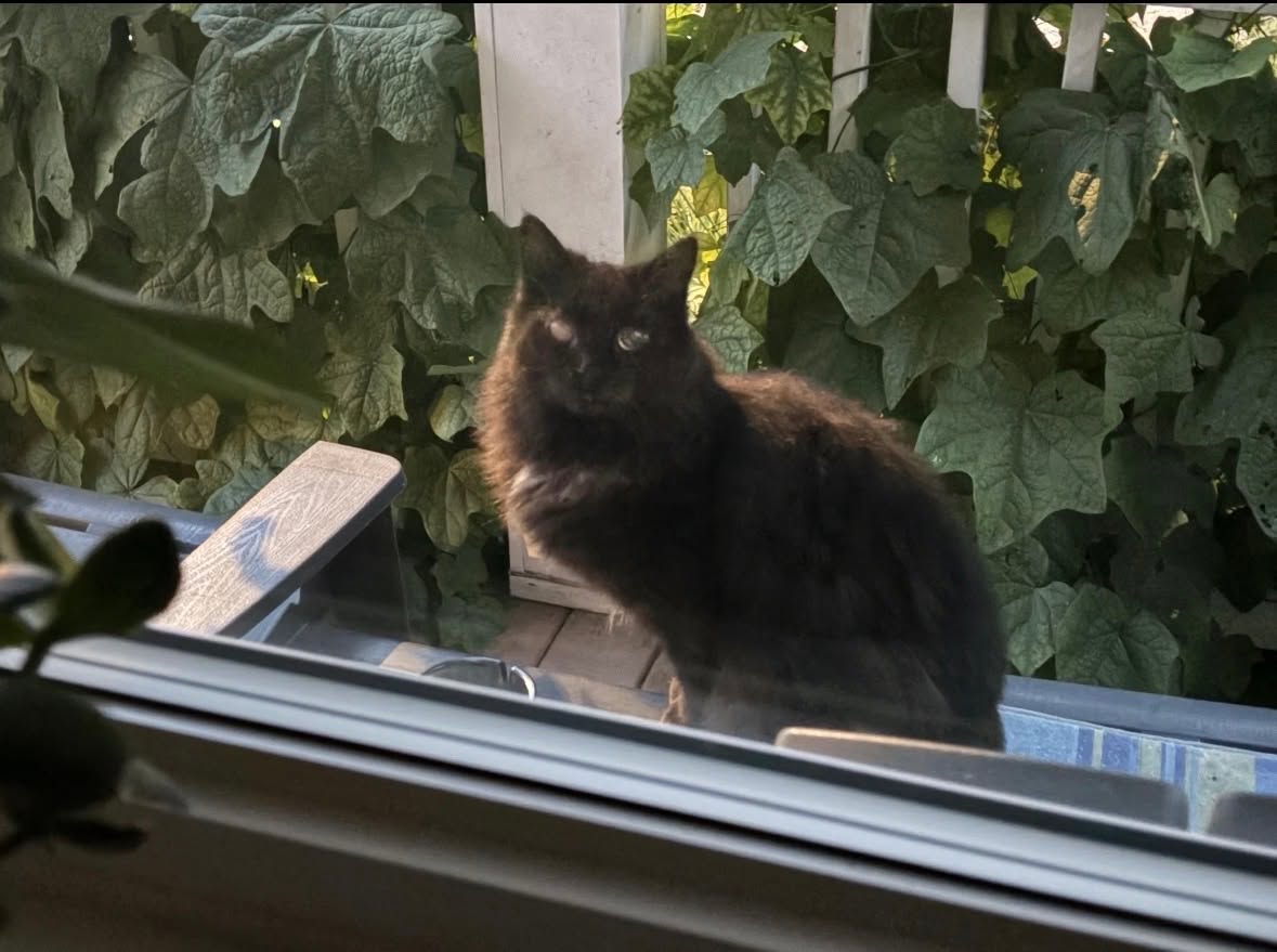 Found Cat in Vanier