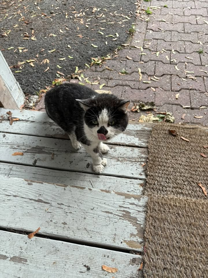 Found cat