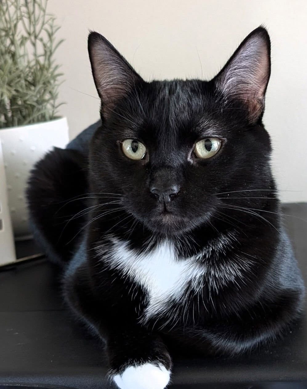 Lost Cat in Edwards