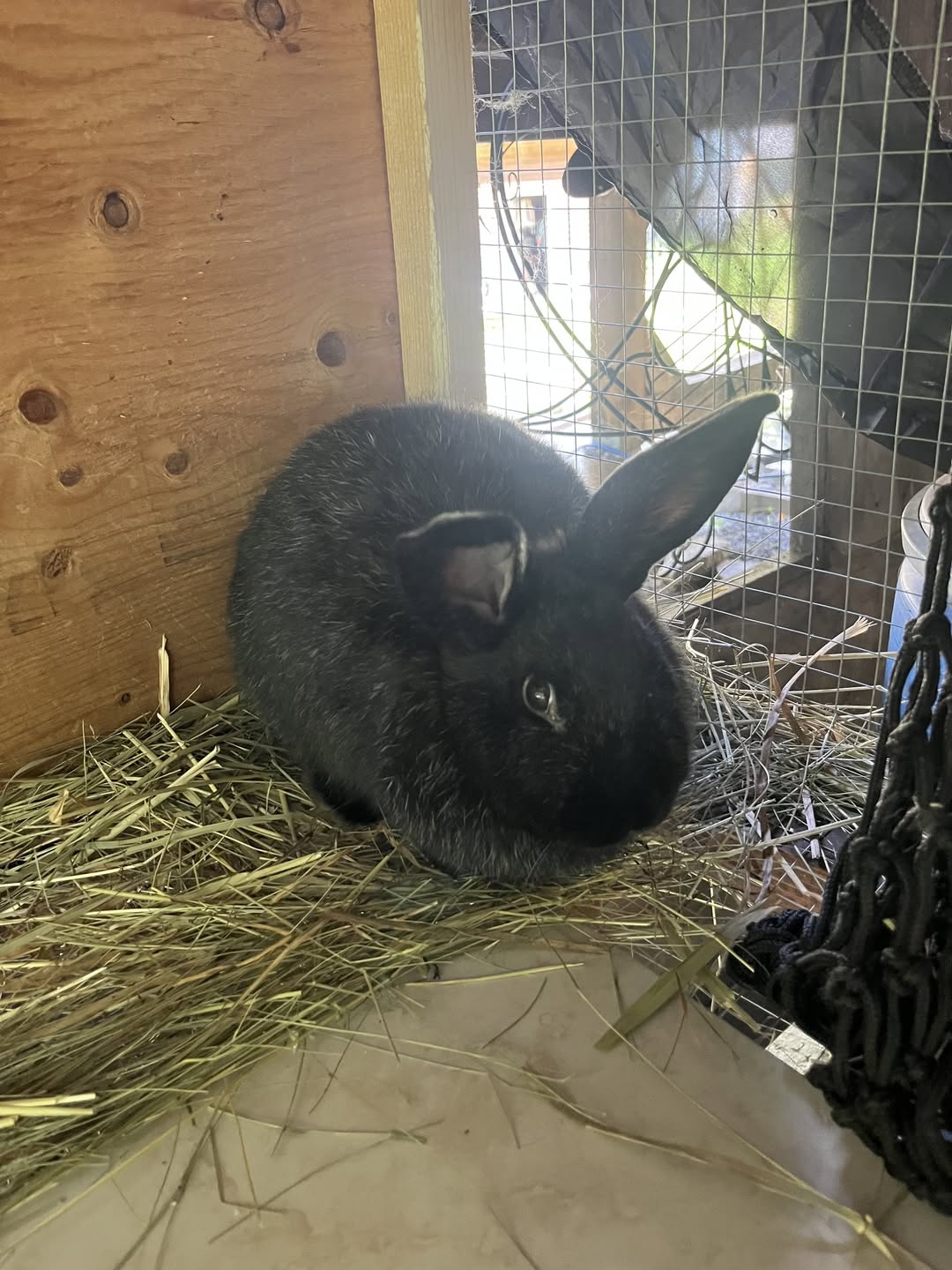 Lost rabbit