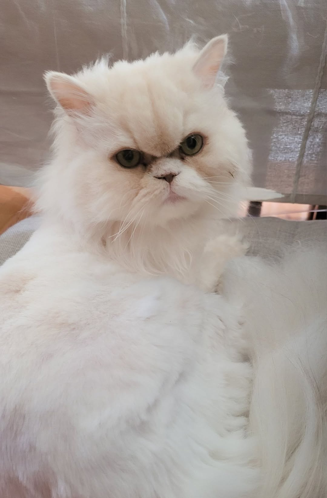 Lost Cat in Ottawa