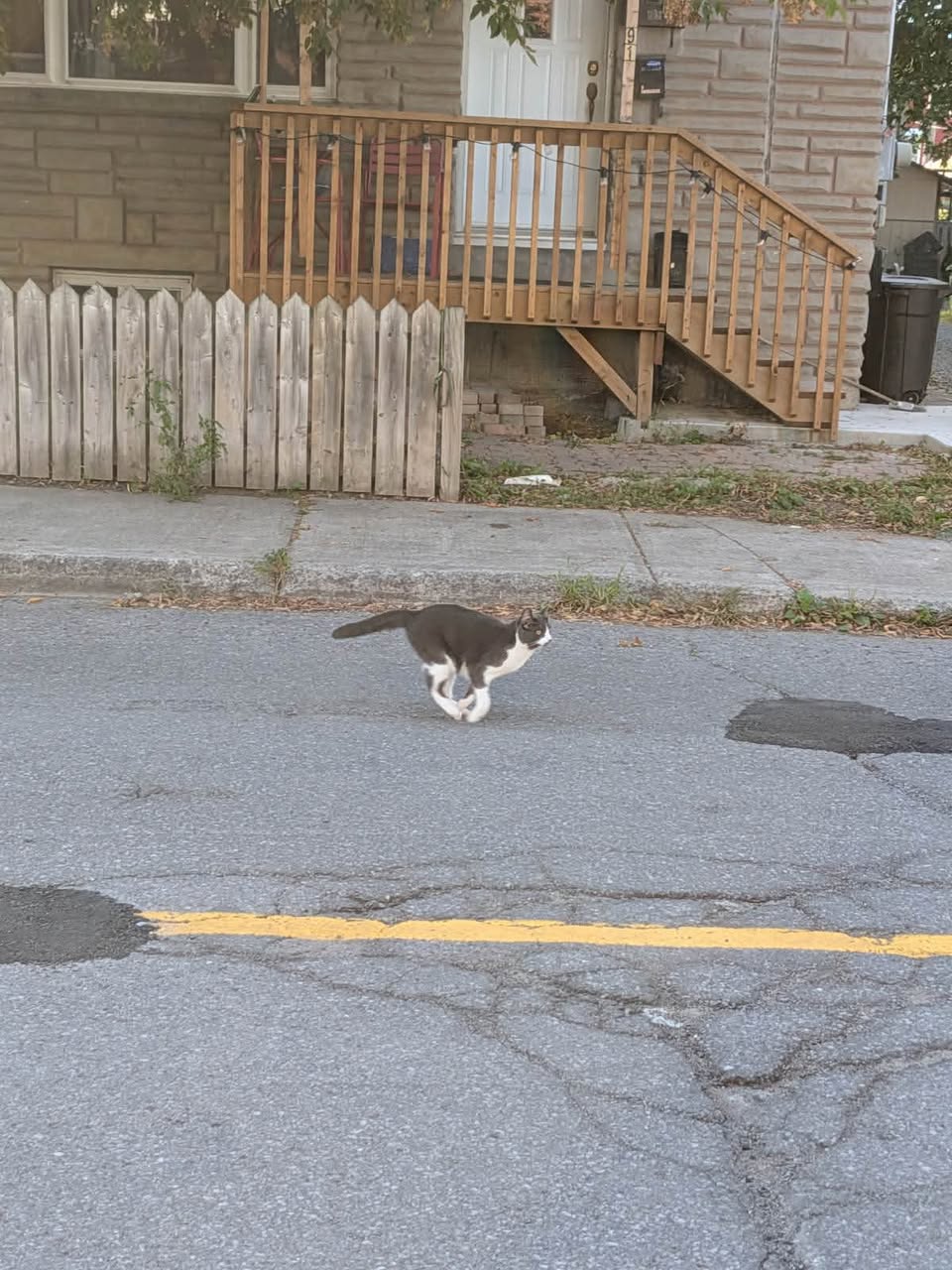 Found cat