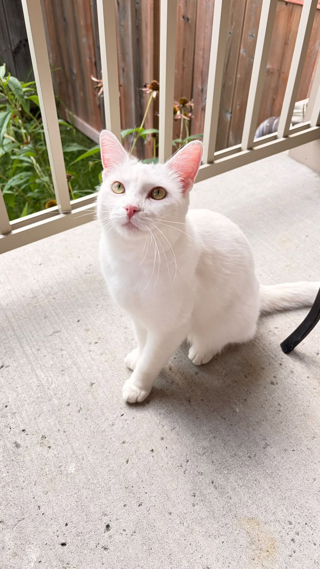 Found cat