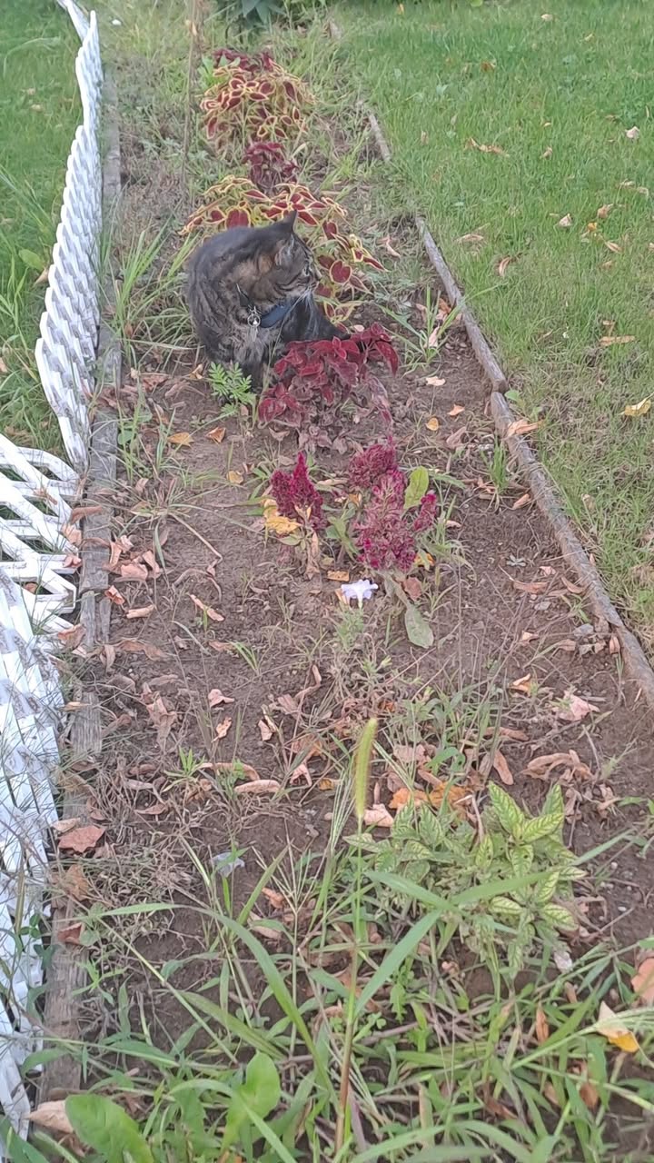 Found cat