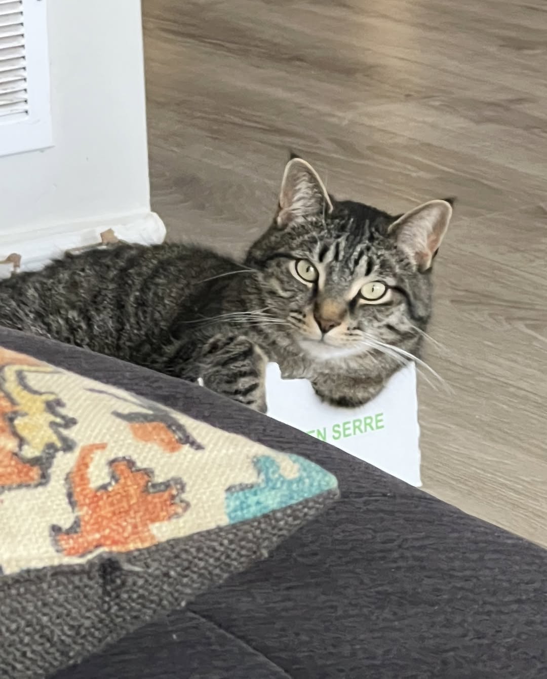Lost Cat in Ottawa