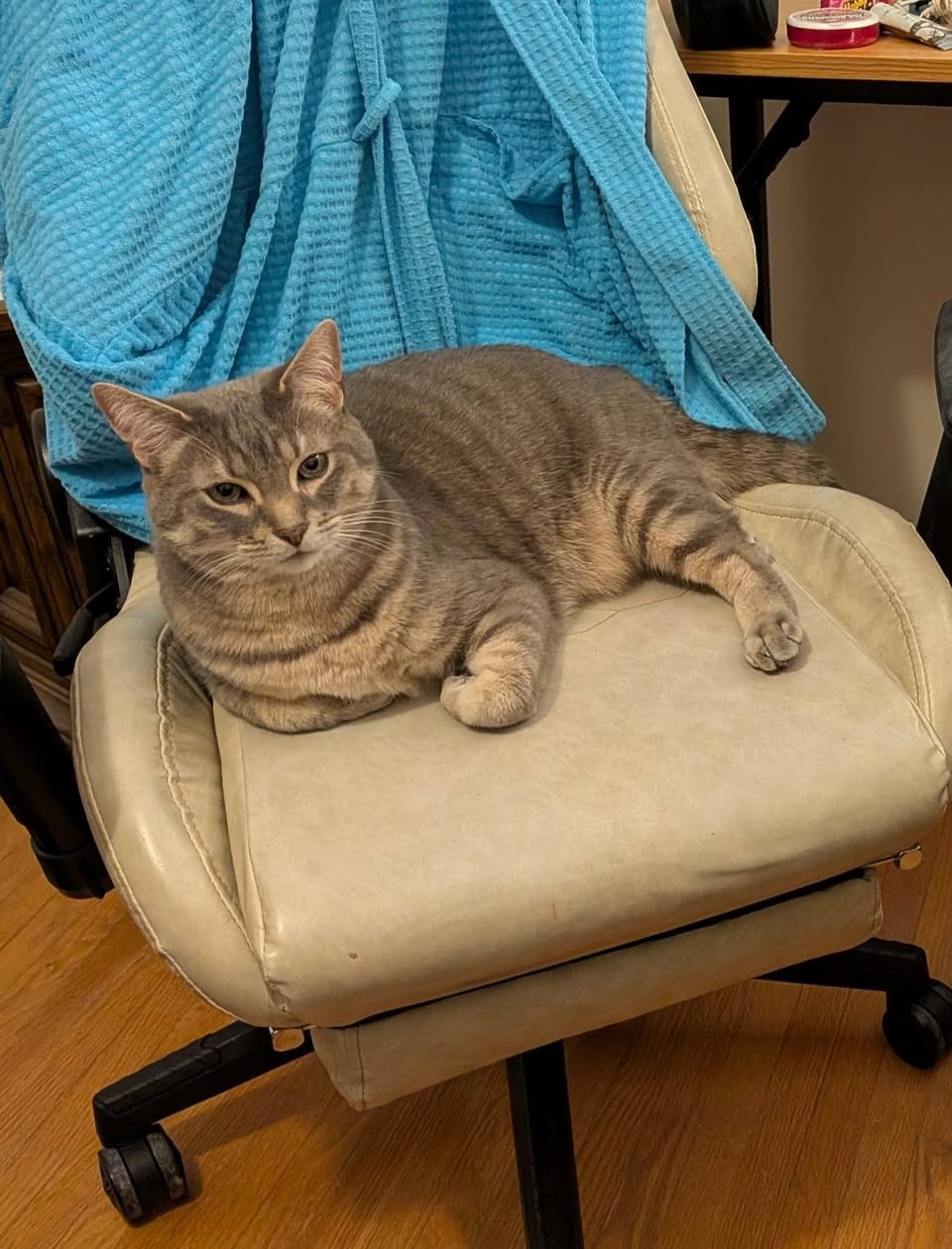 Lost cat