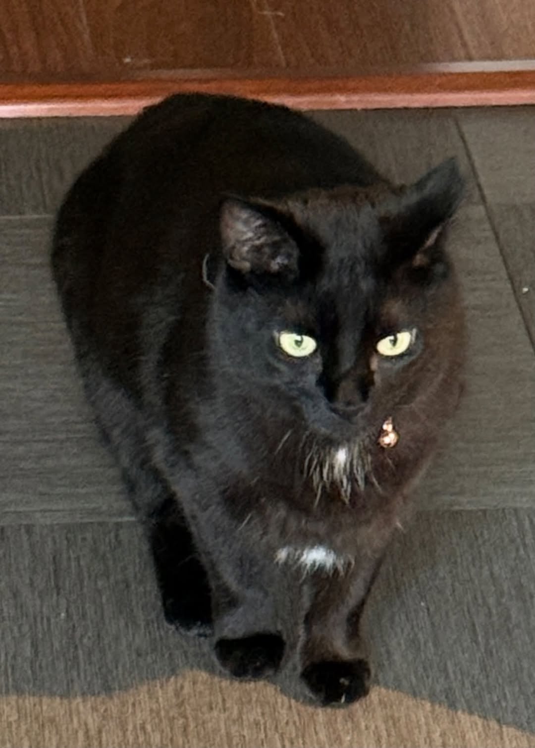 Lost Cat in Blackburn