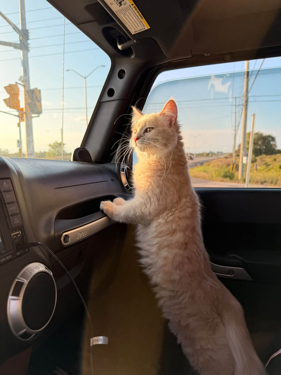 Found cat