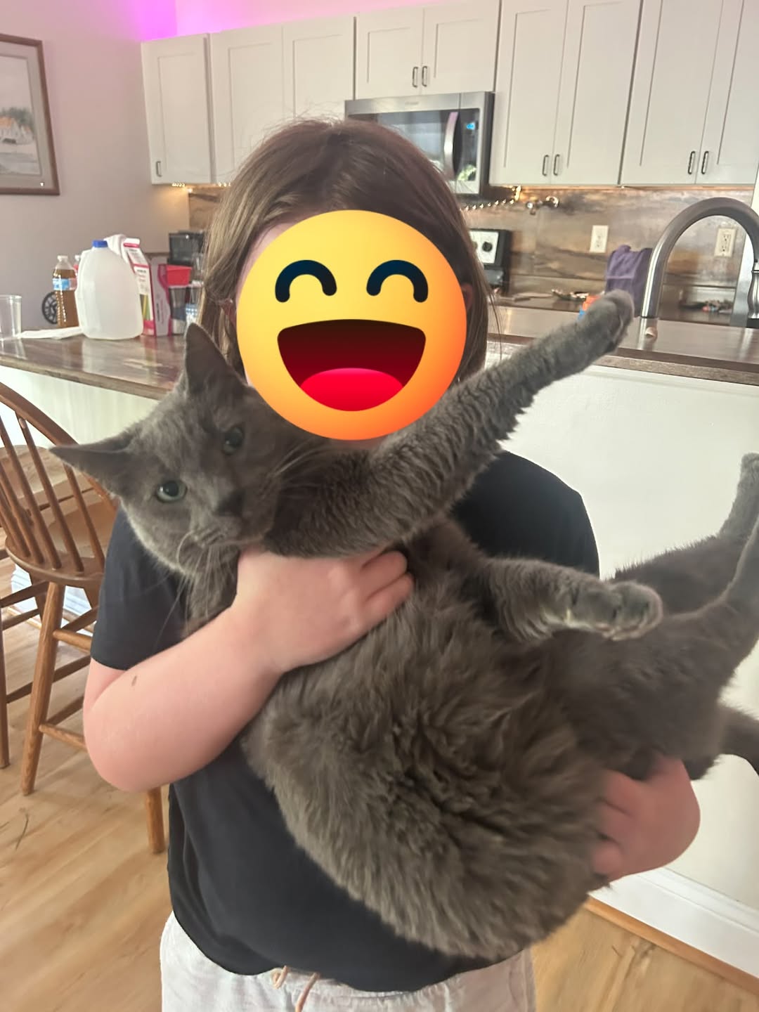 Lost Cat in Blossom Park