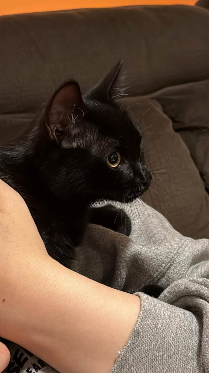 Found cat