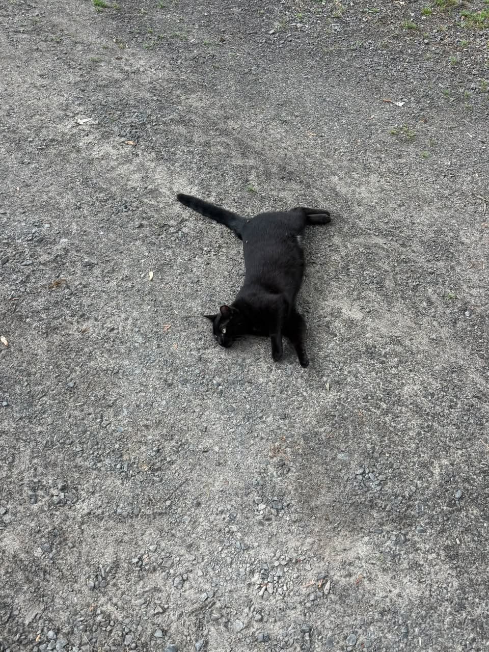 Lost Cat in Ottawa