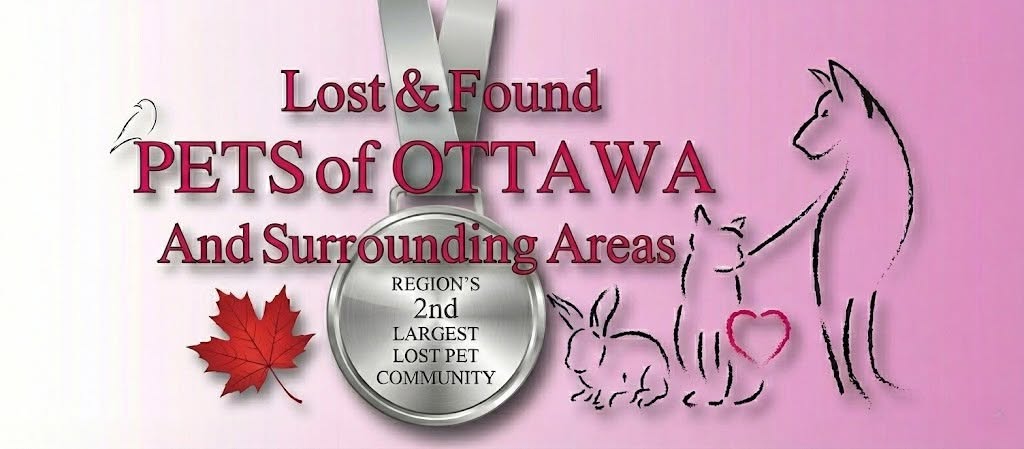 Lost cat