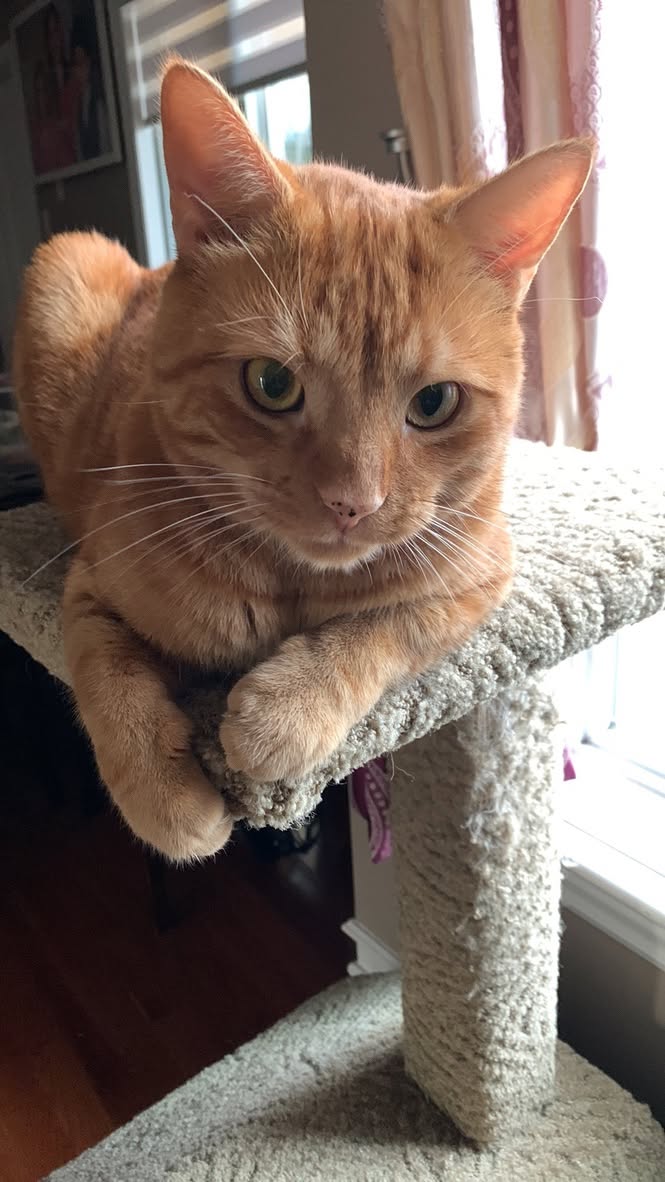 Lost cat