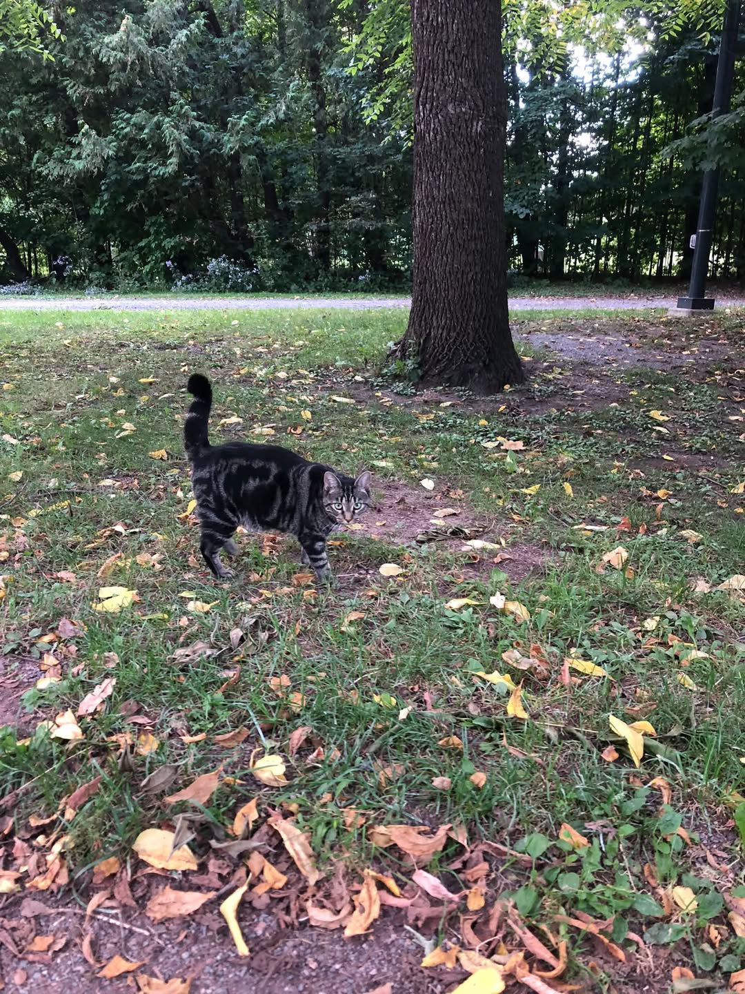 Found Cat in Domaine Fairview