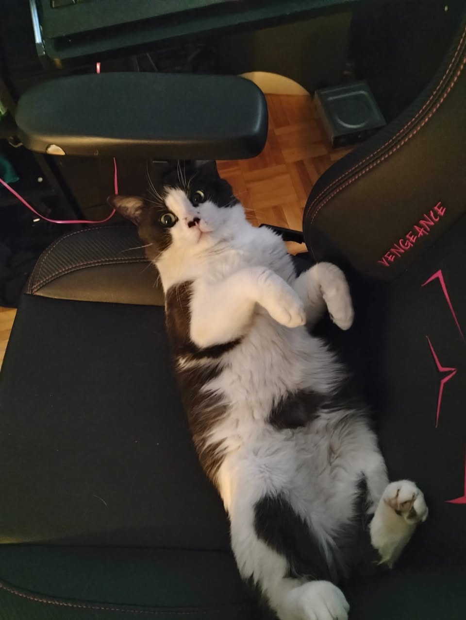 Lost Cat in Mont-Bleu