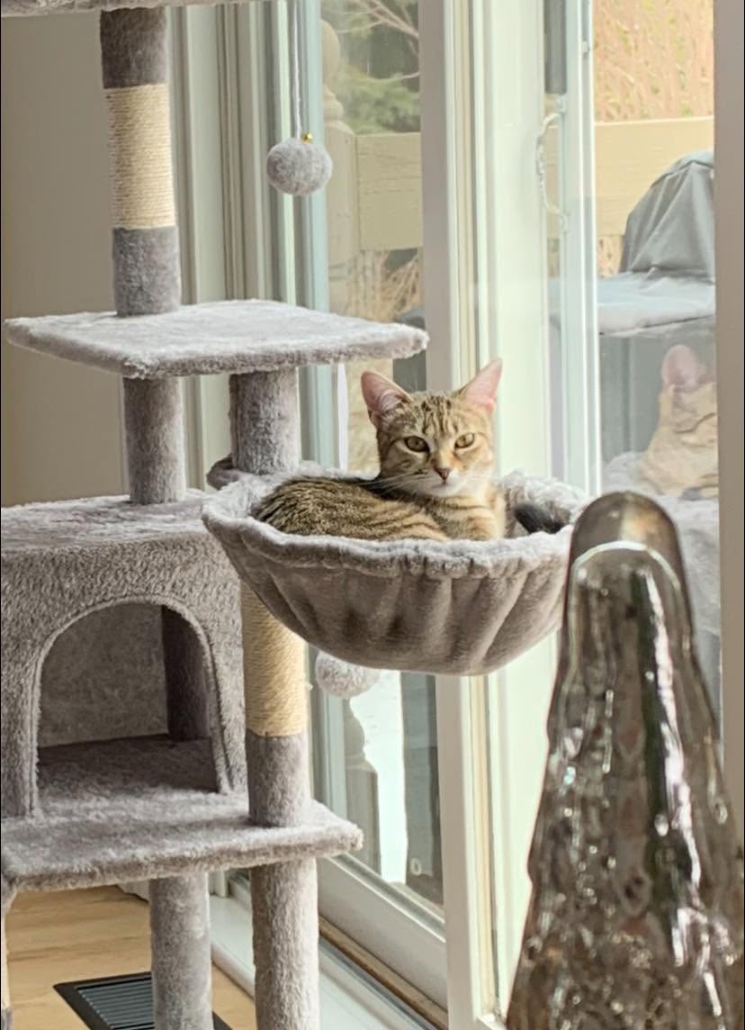 Lost Cat in Rockland