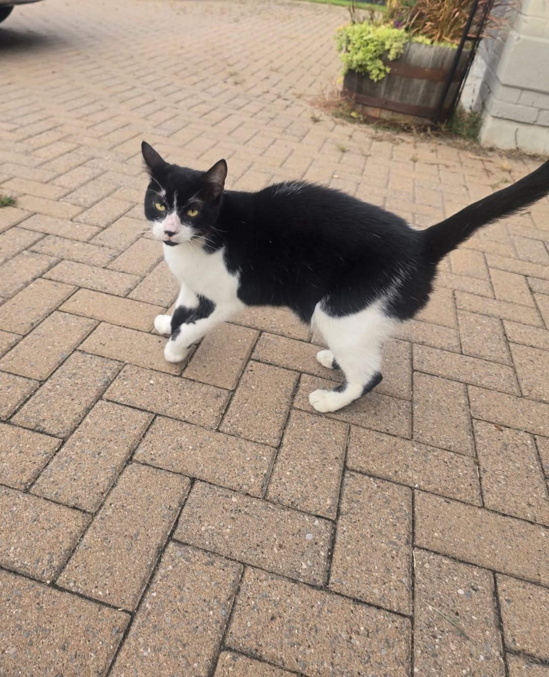 Found cat