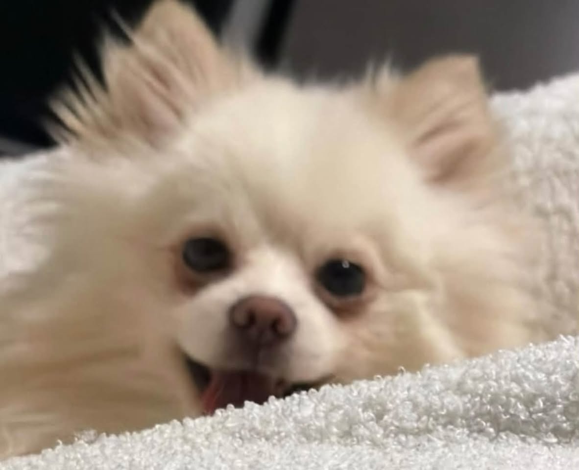 Lost Dog in Gatineau