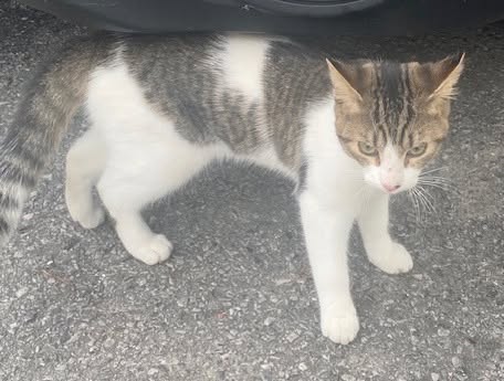 Found cat