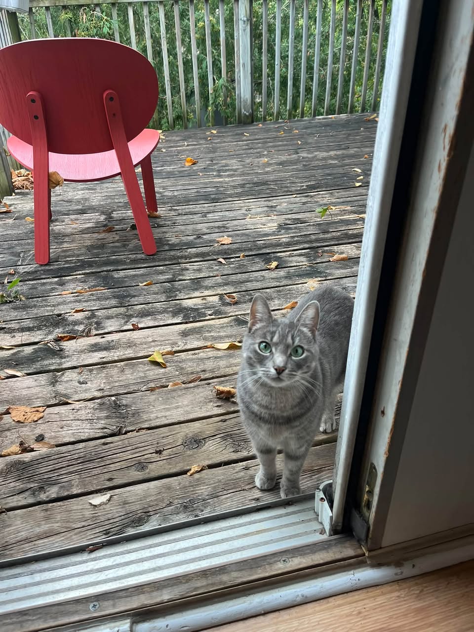 Found cat
