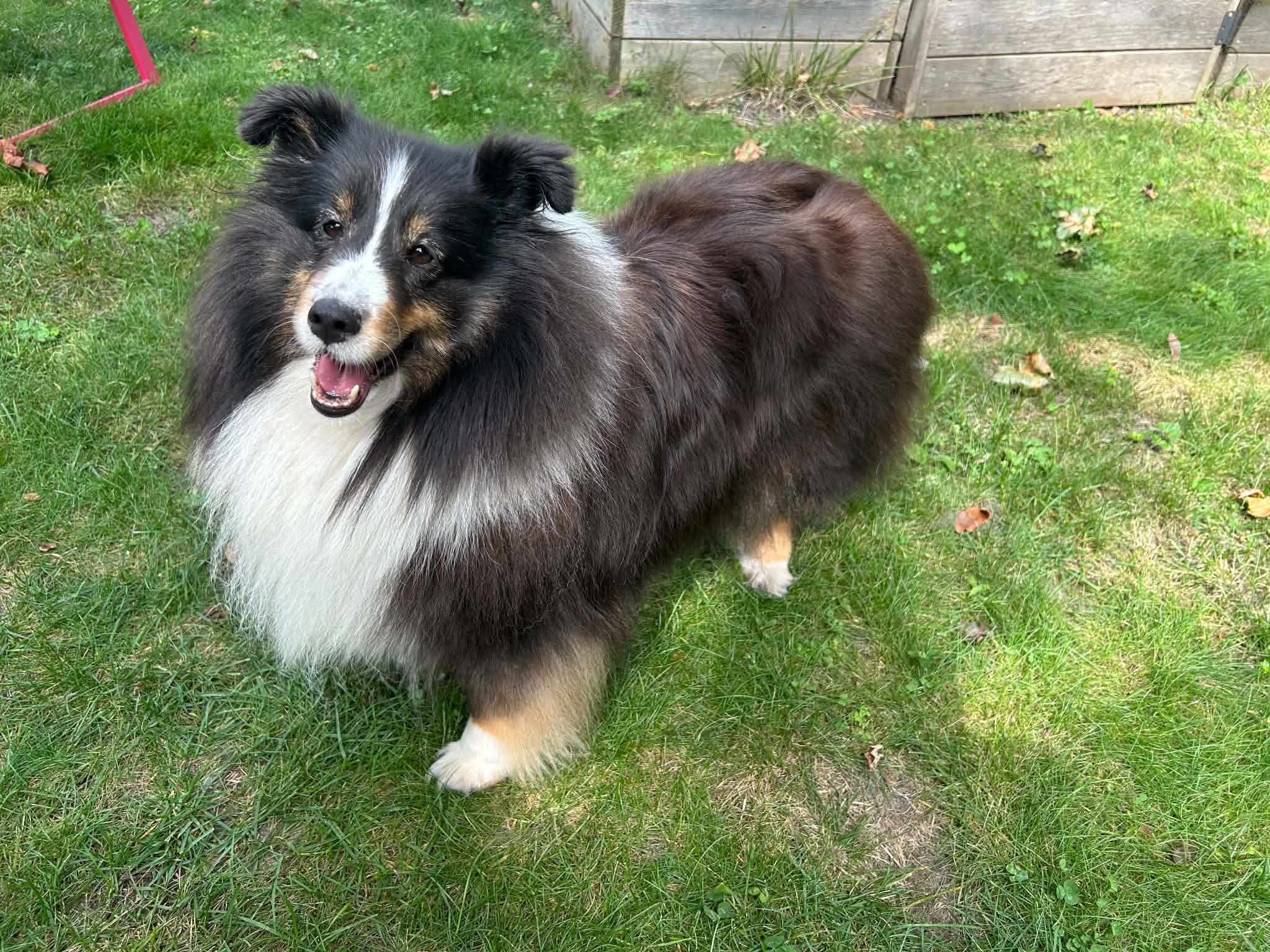 Lost Dog in Ottawa