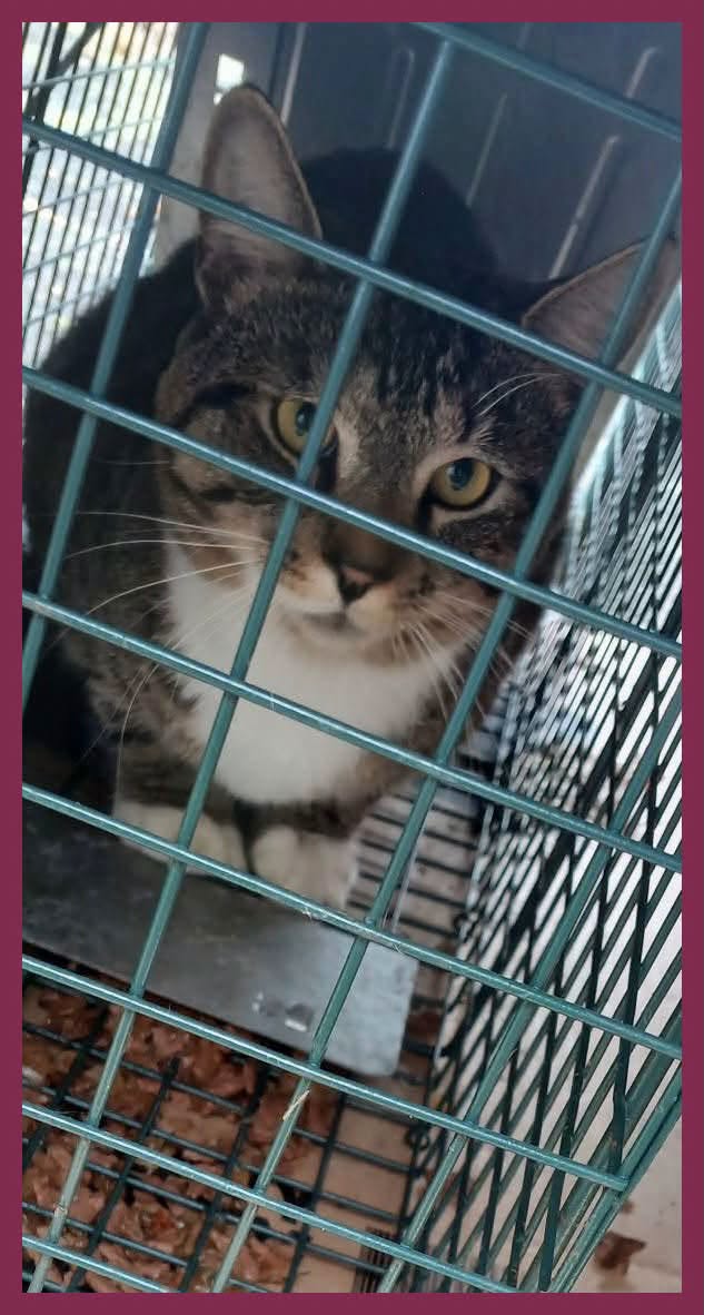 Found cat