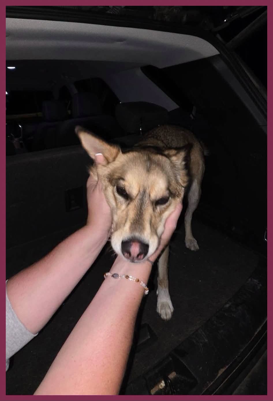Found Dog in Petawawa