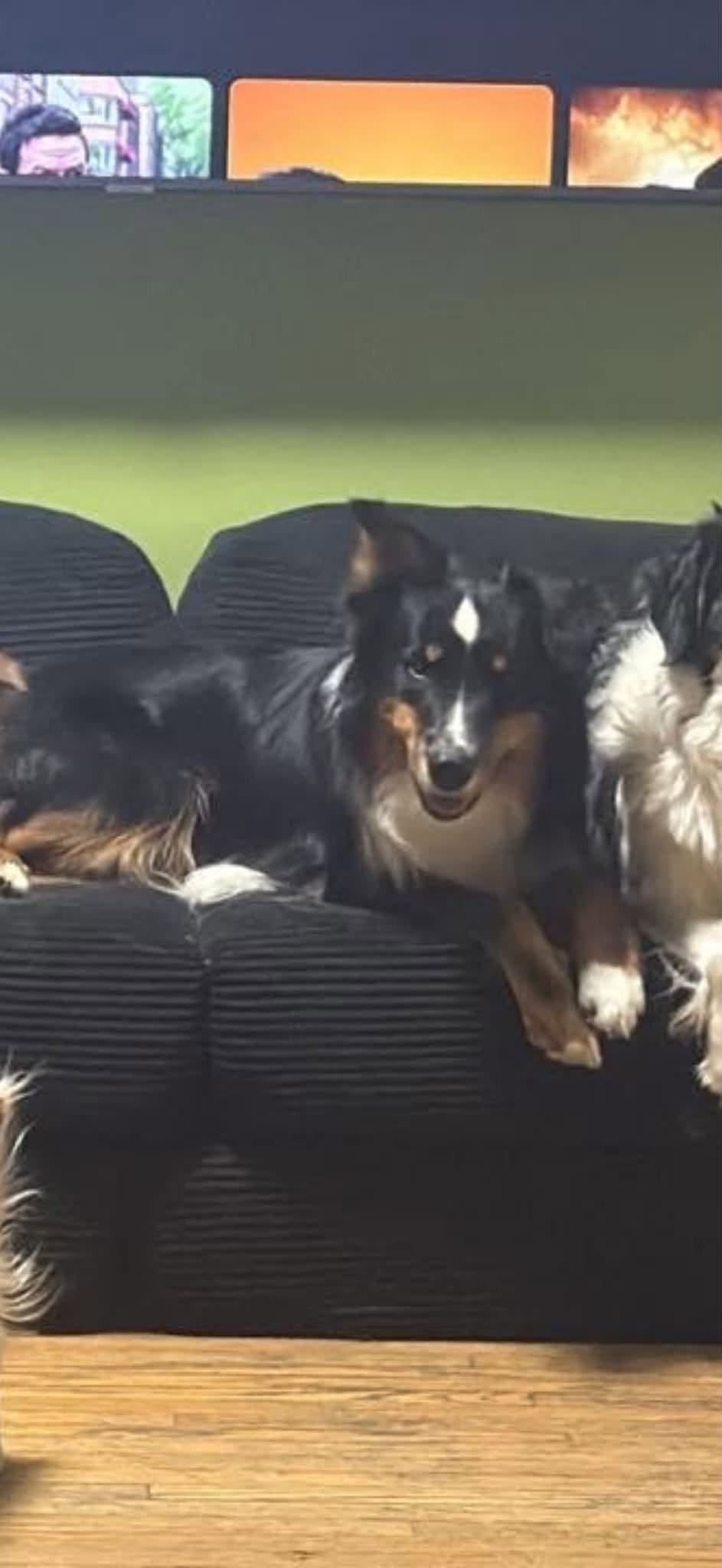 Lost Dog in Ottawa