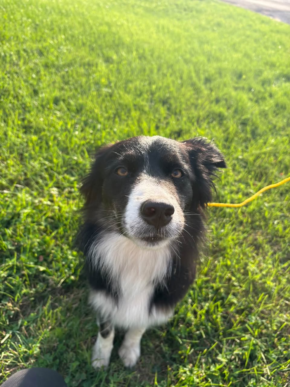 Found dog