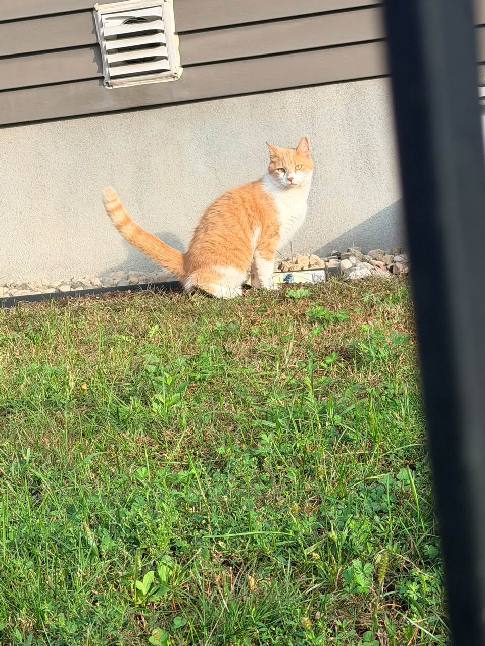 Found cat