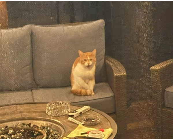 Found cat