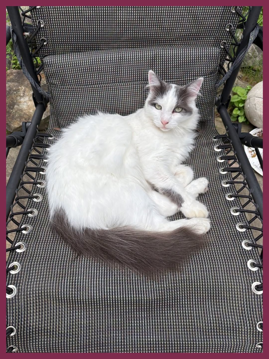 Lost Cat in Stittsville