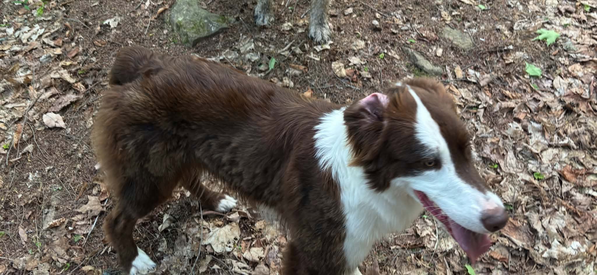 Lost Dog in Ottawa