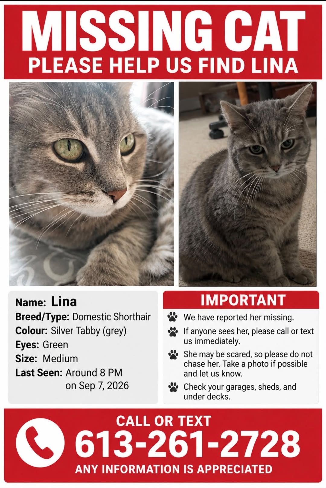 Lost Cat in Orleans